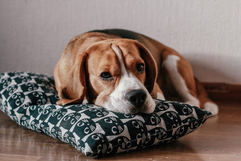 A DrogaVET e o compromisso com a saúde e o bem-estar animal