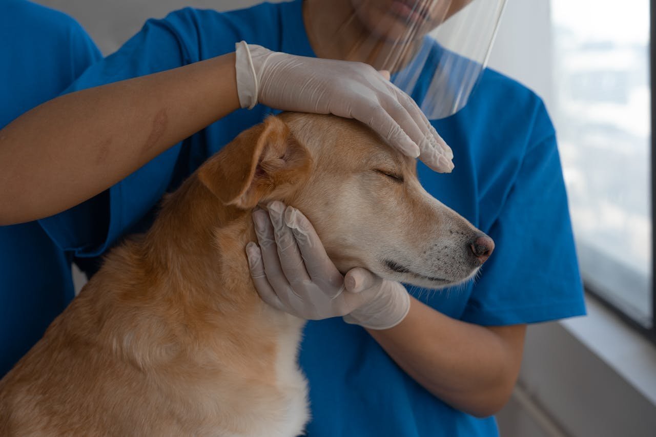 Como os cuidados farmacêuticos da DrogaVET ajudam no pós-operatório de pets?