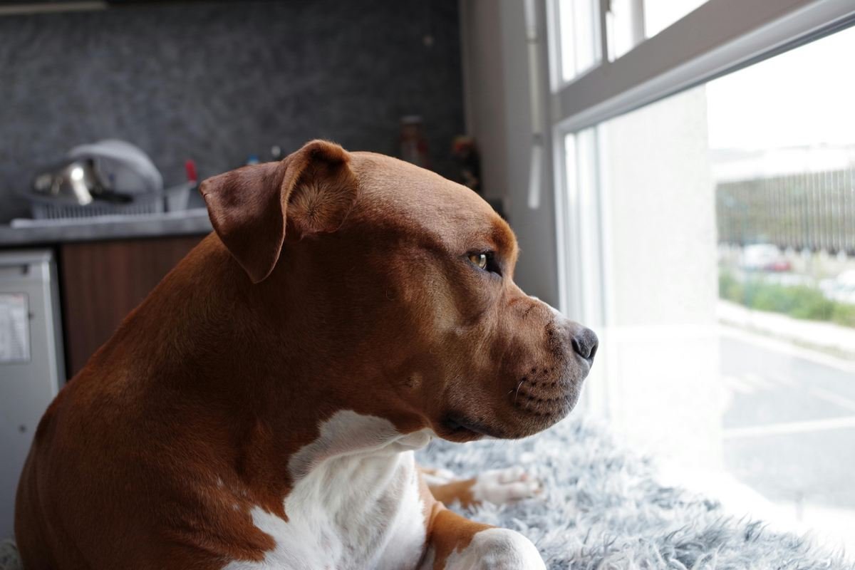 Diferenças entre as raças pitbull e american staffordshire terrier